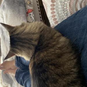Lost Cat Iris