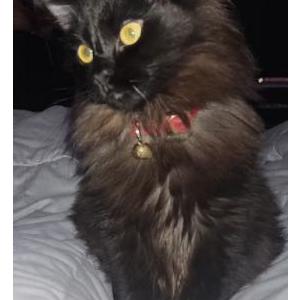 Lost Cat Ichigo