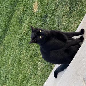 Lost Cat Ollie