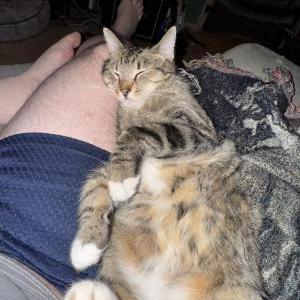 Image of Grandpa, Lost Cat