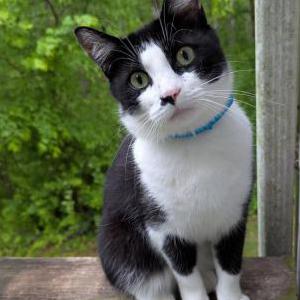 Image of Percy, Lost Cat