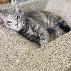 Image of Karma, Lost Cat