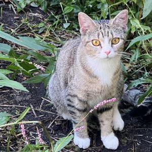 Lost Cat Ramona
