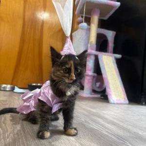 Lost Cat Kitty