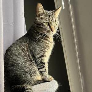 Lost Cat Lazlow