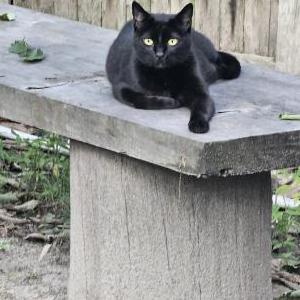 Lost Cat Ray Ray
