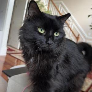 Lost Cat Nova