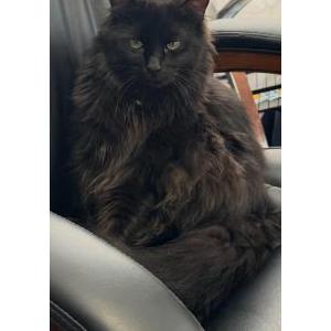 2nd Image of Nova, Lost Cat