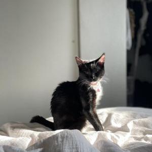 Image of Jiji, Lost Cat