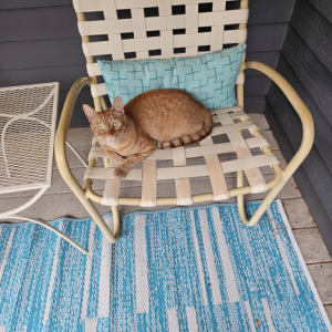 Image of Huxley, Lost Cat