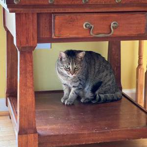 Image of Pearl, Lost Cat