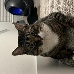 Lost Cat Blue