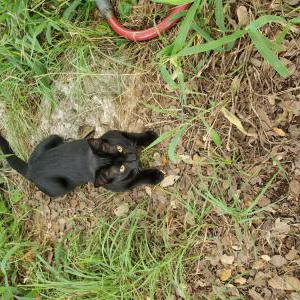 Image of LEFTY, Lost Cat
