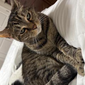 Lost Cat Toolie