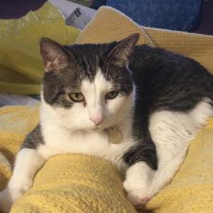 Image of Kindle, Lost Cat