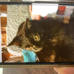 Lost Cat Billy Bayou