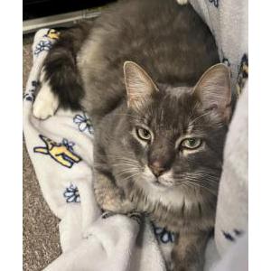 Lost Cat Bitsy