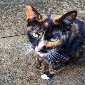 Image of Turdle, Lost Cat