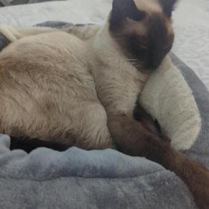 Lost Cat Simon