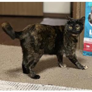Image of Luna, Lost Cat