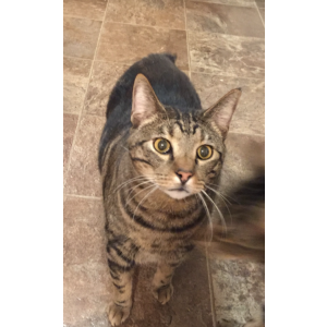 Lost Cat Bubbs