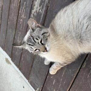 Lost Cat Bailey