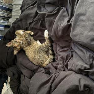 Lost Cat Cloud