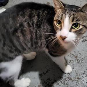 Image of Unknown, Found Cat