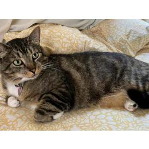 Lost Cat Cheshire