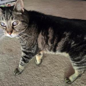 Lost Cat Calvin