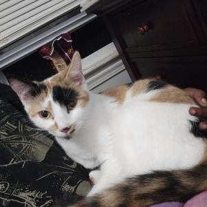 Lost Cat Aioli