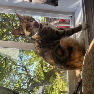 Lost Cat Mina