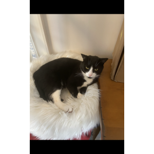 Lost Cat Polo