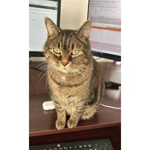 Image of Theo, Lost Cat