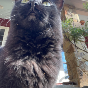 Image of Ms Kitty, Lost Cat