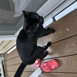 Found Cat Unknown