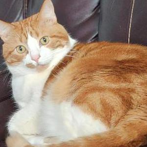 Image of Arry, Lost Cat