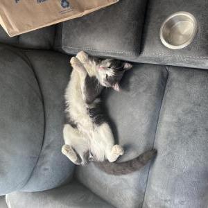 Lost Cat Smokey