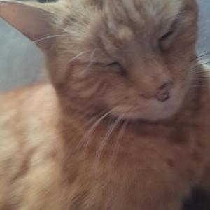 Image of Maxxx, Lost Cat