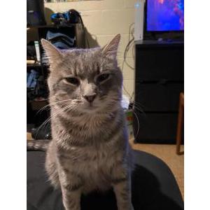 Lost Cat Oscar