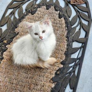 Image of unknown, Found Cat