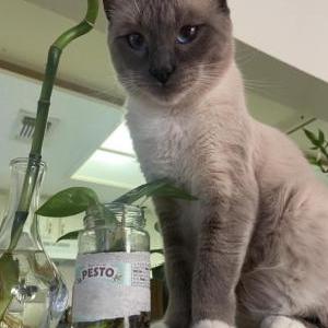 Lost Cat Gus