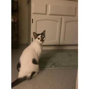 Lost Cat Kahlo
