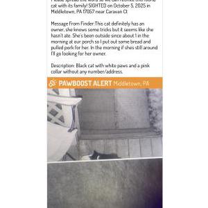 Found Cat Unknown