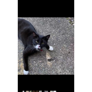 Lost Cat Smokey