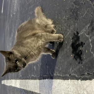 Found Cat Unknown
