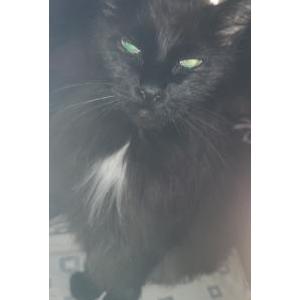 Lost Cat Reaper