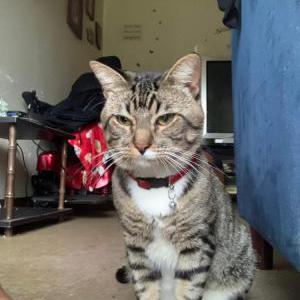 Lost Cat Ace