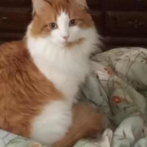 Lost Cat Fluffy