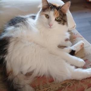 Lost Cat Blue Bell